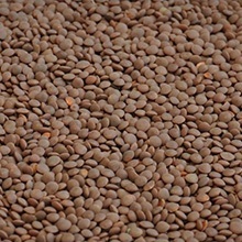 Red Lentils